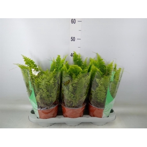 Nephrolepis exal. 'Green Moment'