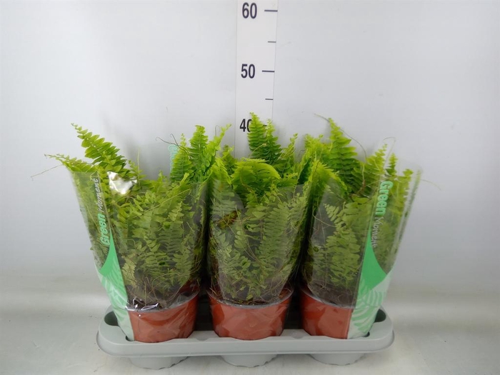 <h4>Nephrolepis exal. 'Green Moment'</h4>