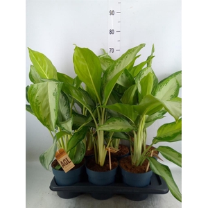 Aglaonema  'Cleopatra'