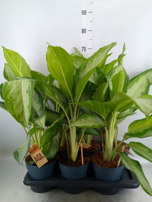 <h4>Aglaonema  'Cleopatra'</h4>
