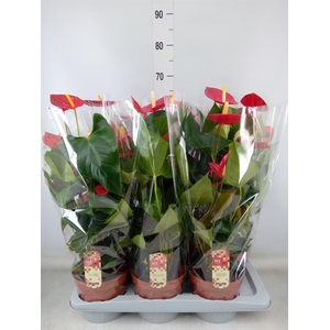 Anthurium andr. 'Tremendo'