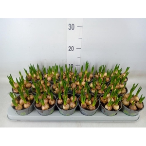 Muscari  'Magic White'