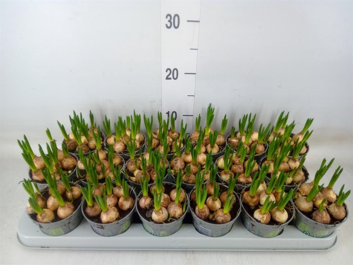 <h4>Muscari  'Magic White'</h4>