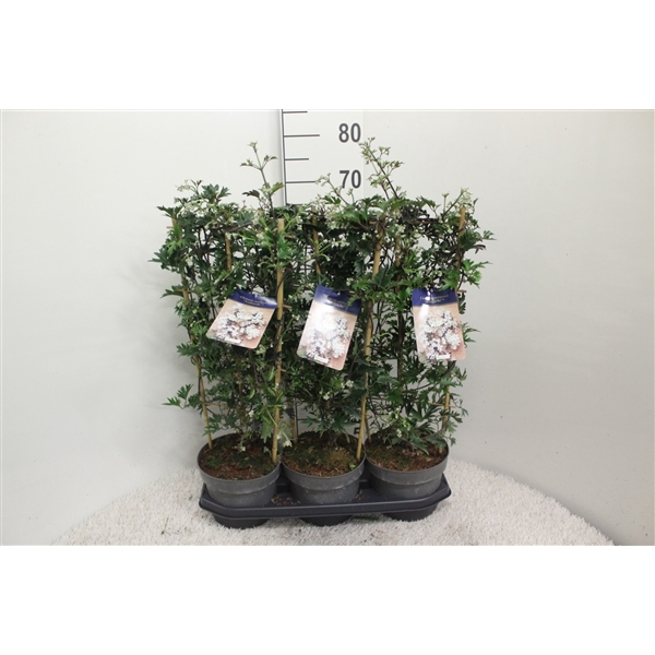 <h4>Clematis 'Avalanche' P19 H70 potgekweekt</h4>