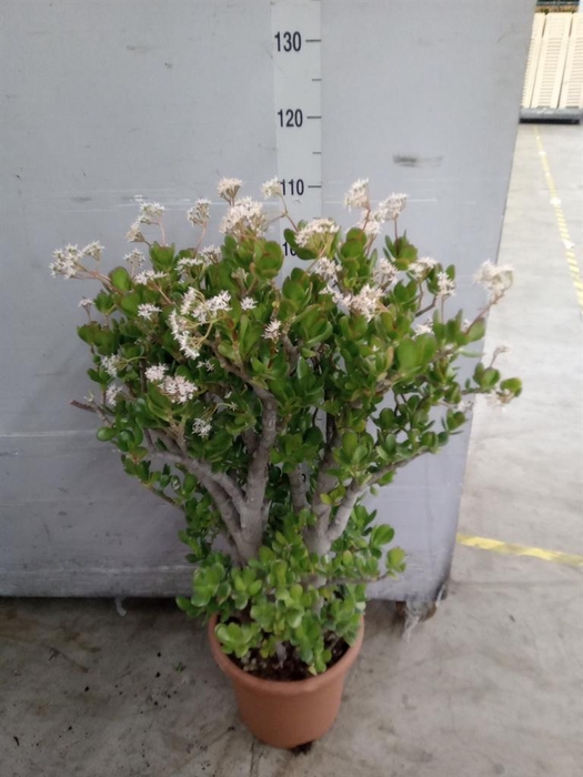 <h4>Crassula ovata</h4>