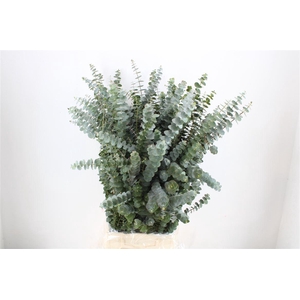 Euca Baby Blue 200gr P Bunch