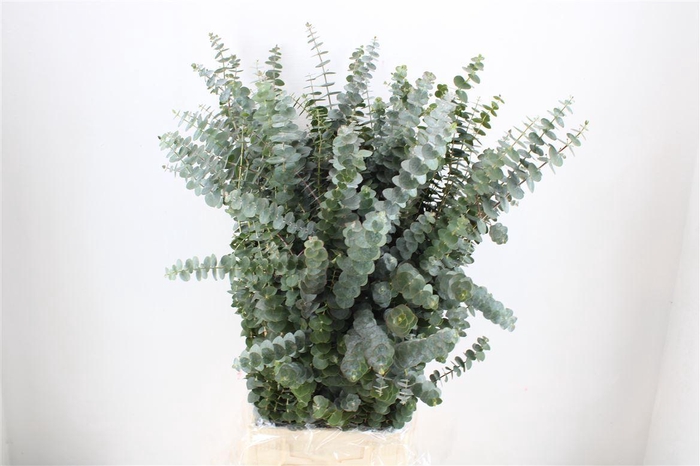 <h4>Euca Baby Blue 200gr P Bunch</h4>