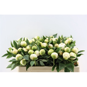 Paeo L Duchesse De Nemours
