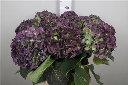 <h4>Hydr Cl M Vere Bl</h4>