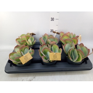 Kalanchoe NF thyrsiflora