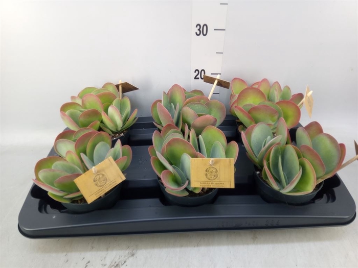 <h4>Kalanchoe NF thyrsiflora</h4>