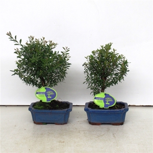 syzygium buxifolium, 15 cm broom, without driptray