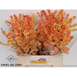 ILEX ILEXIA VICTORIA