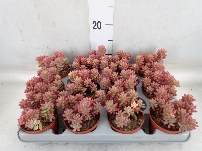 <h4>Sedum rubrotinctum 'Aurora'</h4>