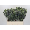 Eryngium Electric Dynamite