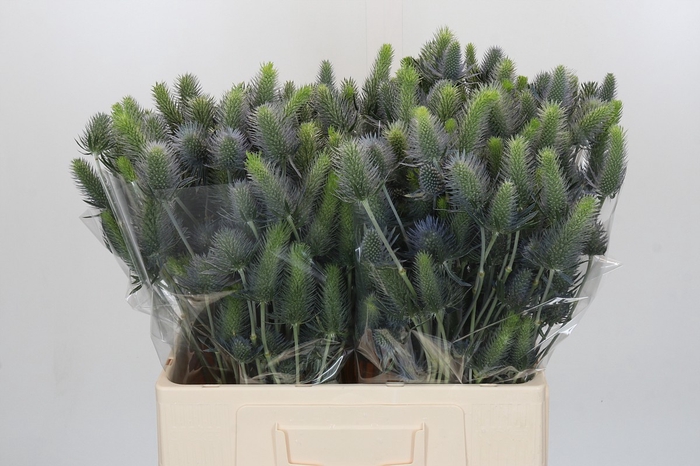 <h4>Eryngium Electric Dynamite</h4>