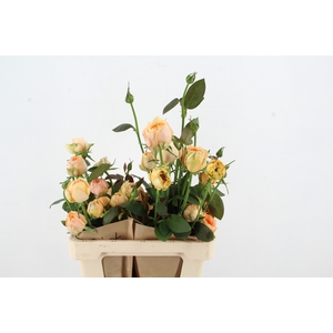R GR APRICOT
