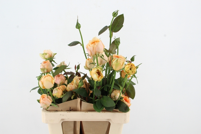 <h4>R GR APRICOT</h4>