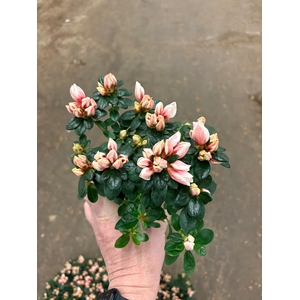 RHODO SI HELLMUT VOG