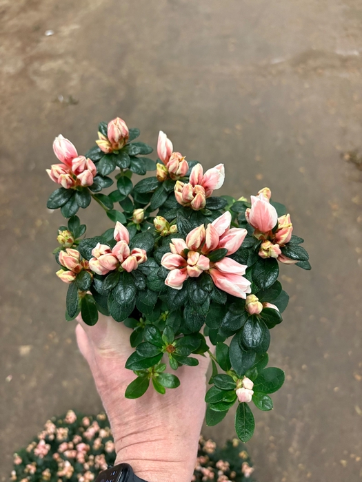 <h4>RHODO SI HELLMUT VOG</h4>