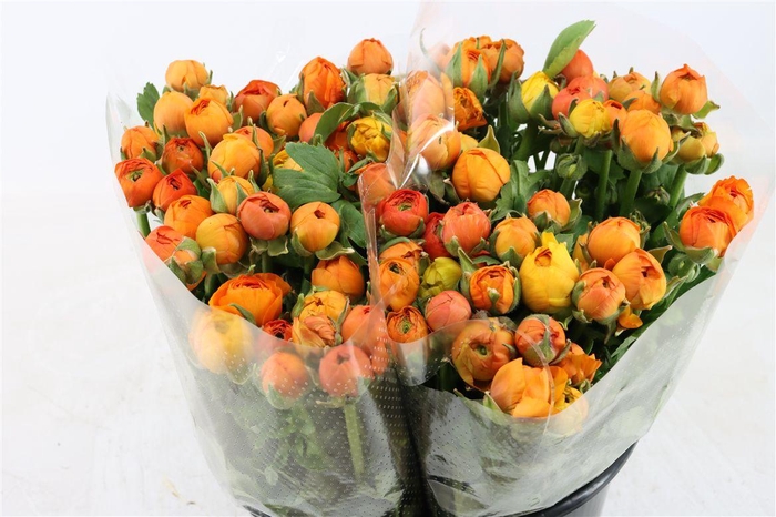 <h4>Ran Elegance Orange</h4>