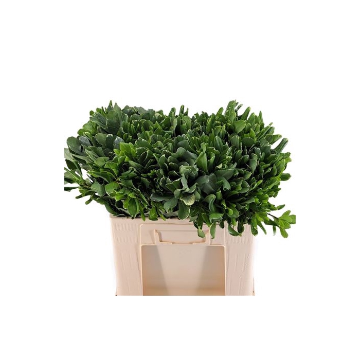 <h4>PITTOSPORUM ILAN 50 CM</h4>