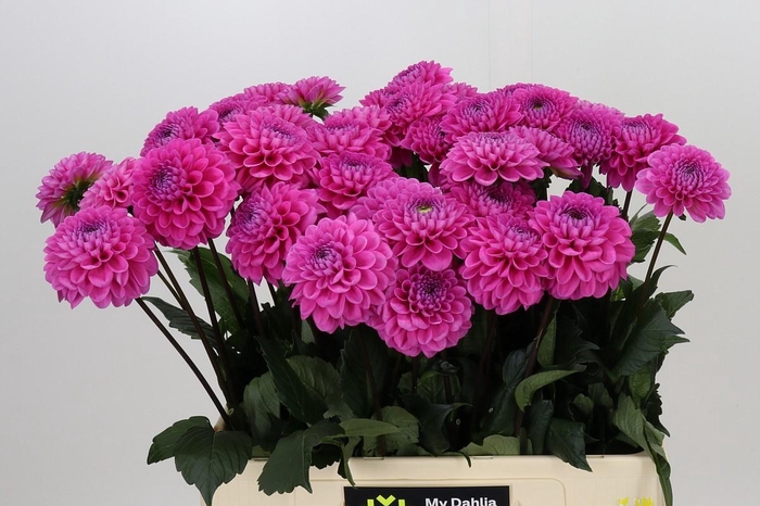 <h4>Dahlia Happy Hour</h4>