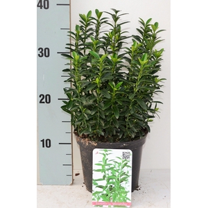 Euonymus japonicus 'Microphyllus'