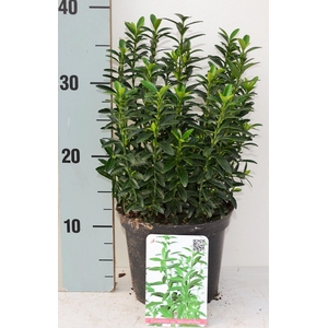 Euonymus japonicus 'Microphyllus'