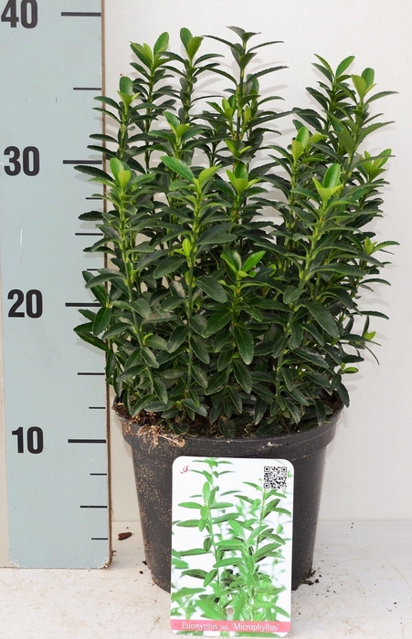 <h4>Euonymus japonicus 'Microphyllus'</h4>