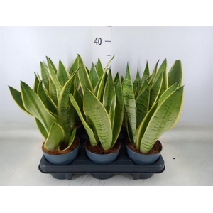 Sansevieria trifa.   ...