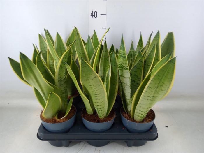 <h4>Sansevieria trifa.   ...</h4>