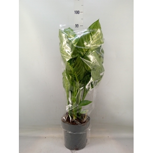Dieffenbachia seg. 'Reeva'