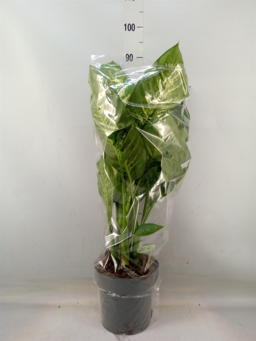 <h4>Dieffenbachia seg. 'Reeva'</h4>