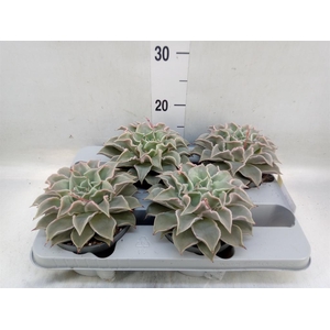 Echeveria   ...