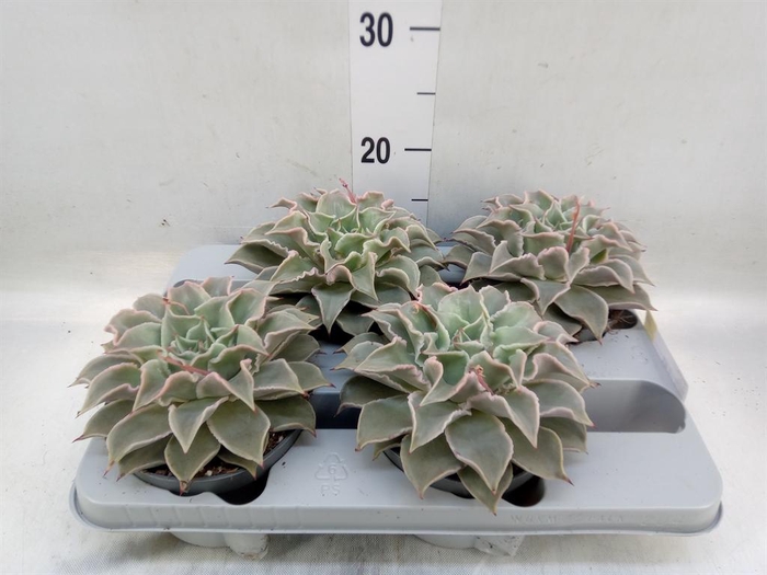 <h4>Echeveria   ...</h4>