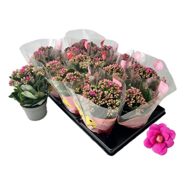 <h4>Kalanchoe More Flowers Augusta 10,5Ø 22cm</h4>