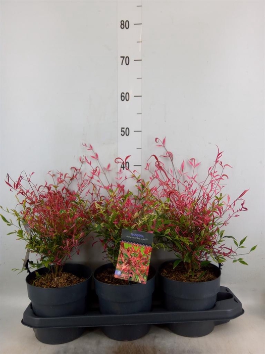 <h4>Nandina domestica</h4>