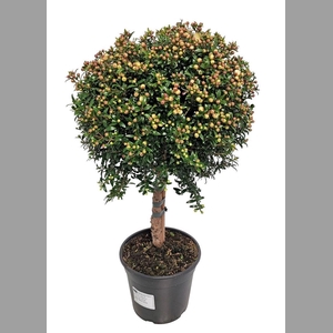 MYRTUS COM