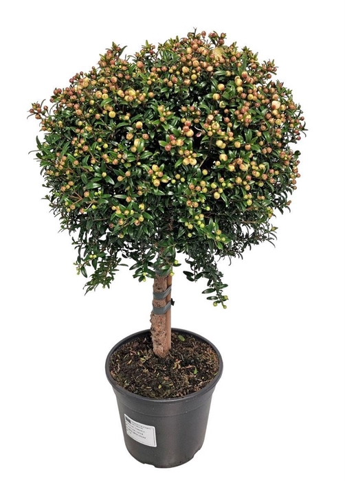 MYRTUS COM