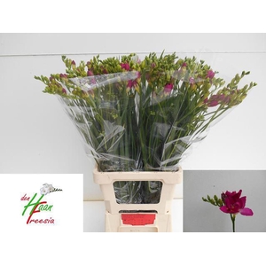 Freesia du Purple Rain