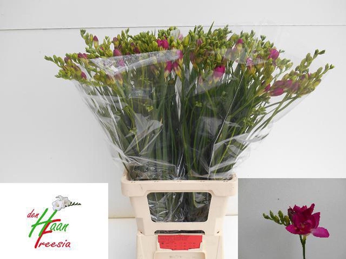 <h4>Freesia du Purple Rain</h4>