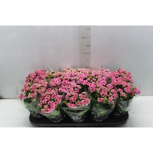 KALANCHOE DOBRADO P11 ROSA