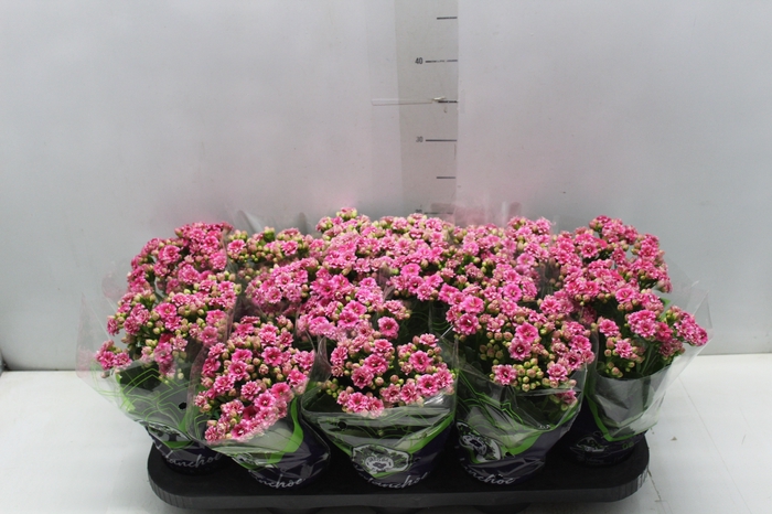<h4>KALANCHOE DOBRADO P11 ROSA</h4>