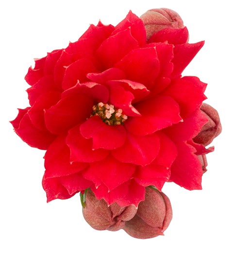 <h4>KALANCHOE CALANDIVA P6 ROOD</h4>