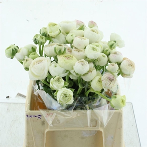 Ran Aazur Pi Stripe N L