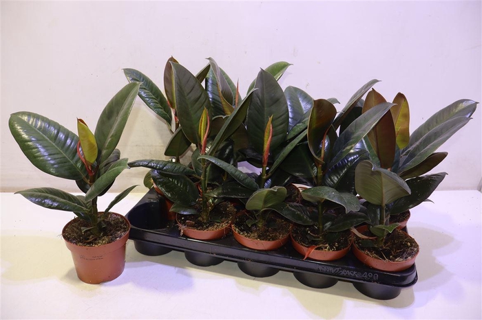 <h4>arr8 Fic El Robusta</h4>