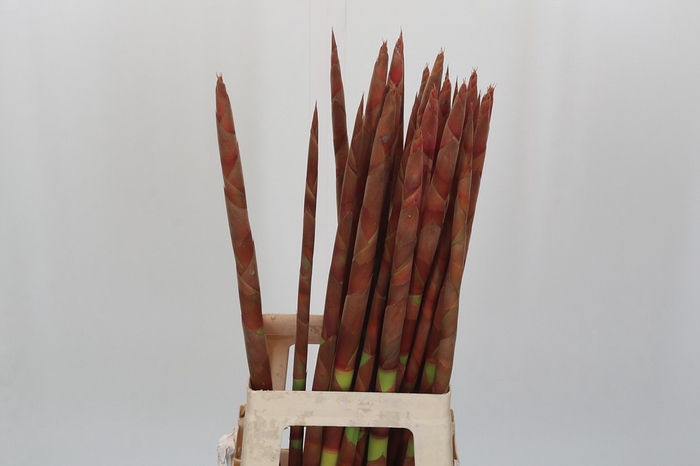 <h4>Blad Pokers</h4>
