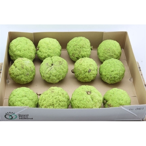 Sier Maclura Fruit Medium