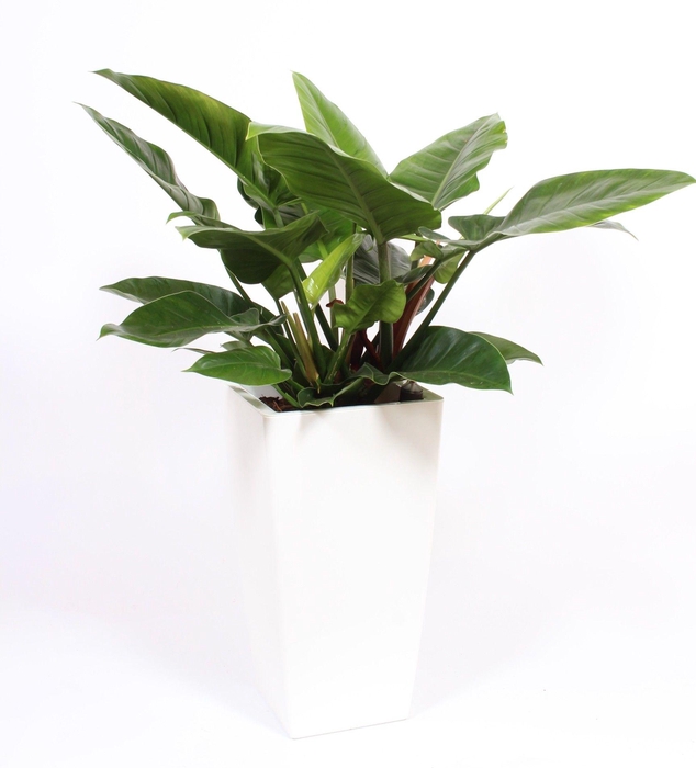 <h4>Philodendron Imperial Green in Piza pot "wit"</h4>